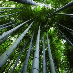 123bamboe - bamboe plantage